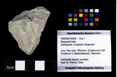 Foto (Objekt + Etikett) von Decapoda indet.  (NHMW-GEO-1990-0041-0426)